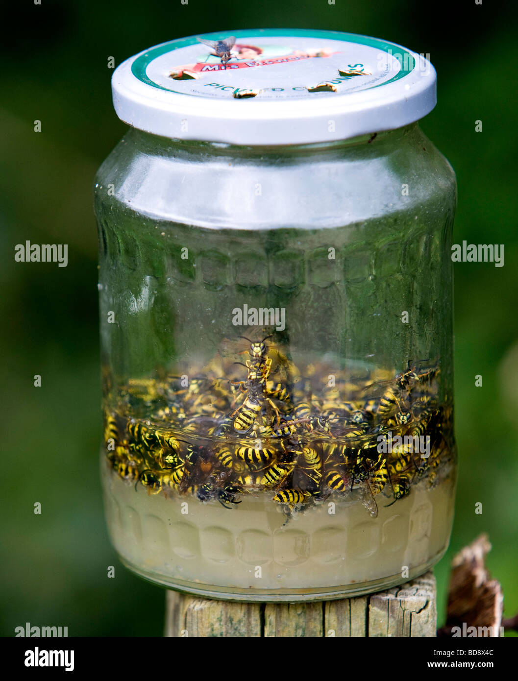 wasps caught in jar filled with sugar and water Stock Photo Alamy