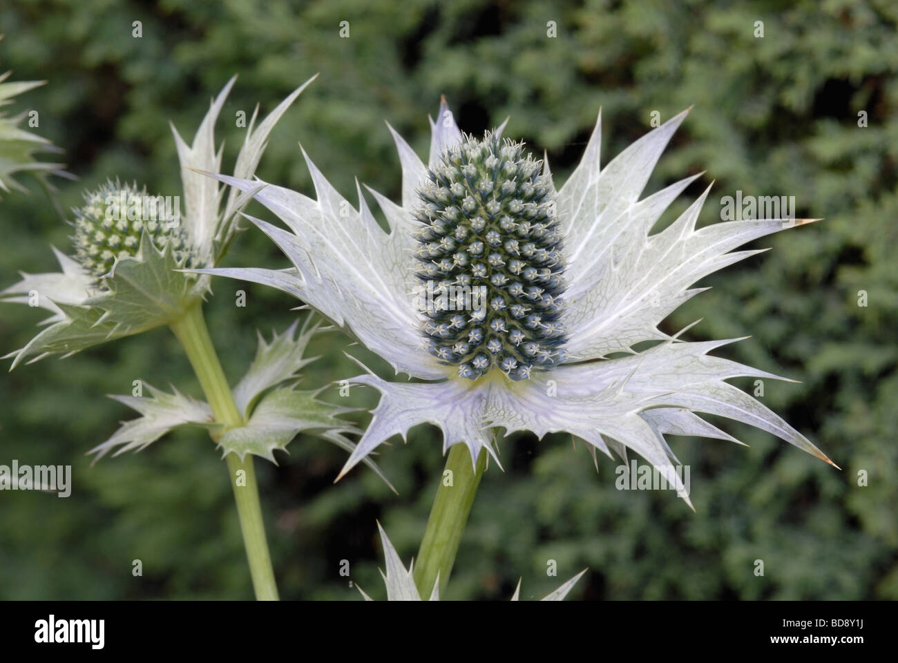 ERYNGIUM GIGANTEUM SILVER GHOST Stock Photo Alamy