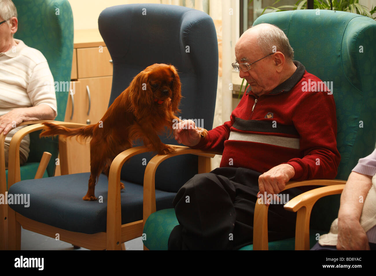 Elderly man with Cavalier King Charles Spaniel ruby old people s home Stock Photo