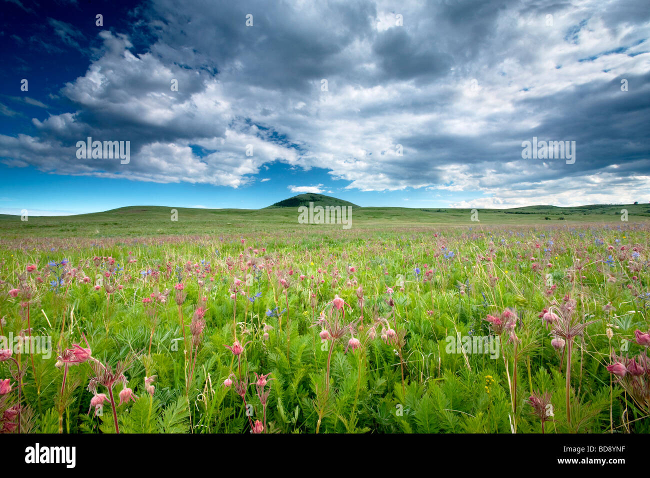Zumwalt Prairie with mostly Prairie Smoke Geum triflorum wildflowers Zumwalt Prairie Preserve Oregon Stock Photo