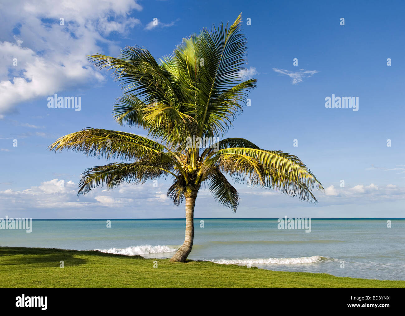 A Jamaican coconut palm overlooks the sea at Montego Bay Stock Photo