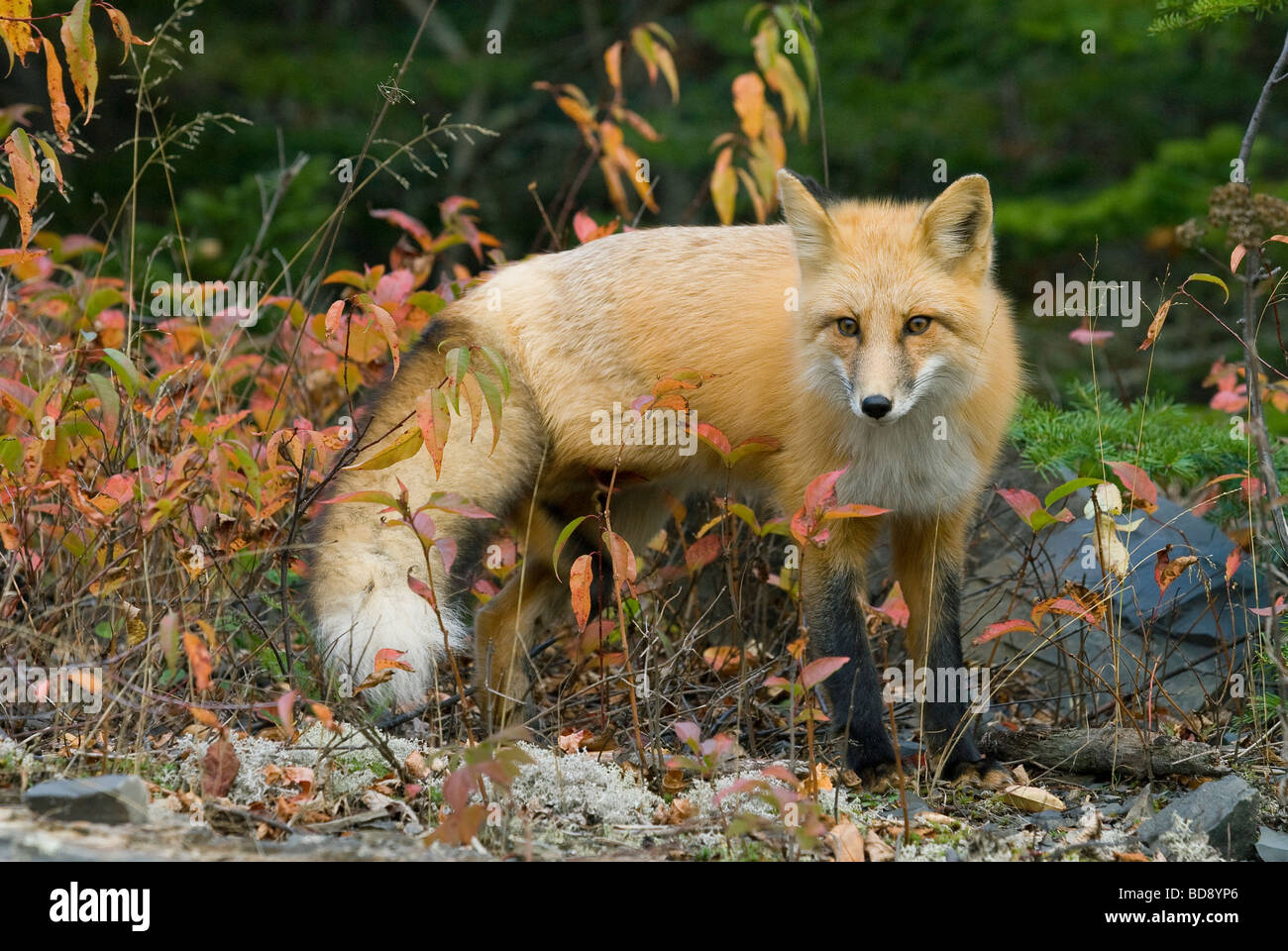 Red Fox Vulpes vulpes hunting Autumn North America, by Dominique Braud