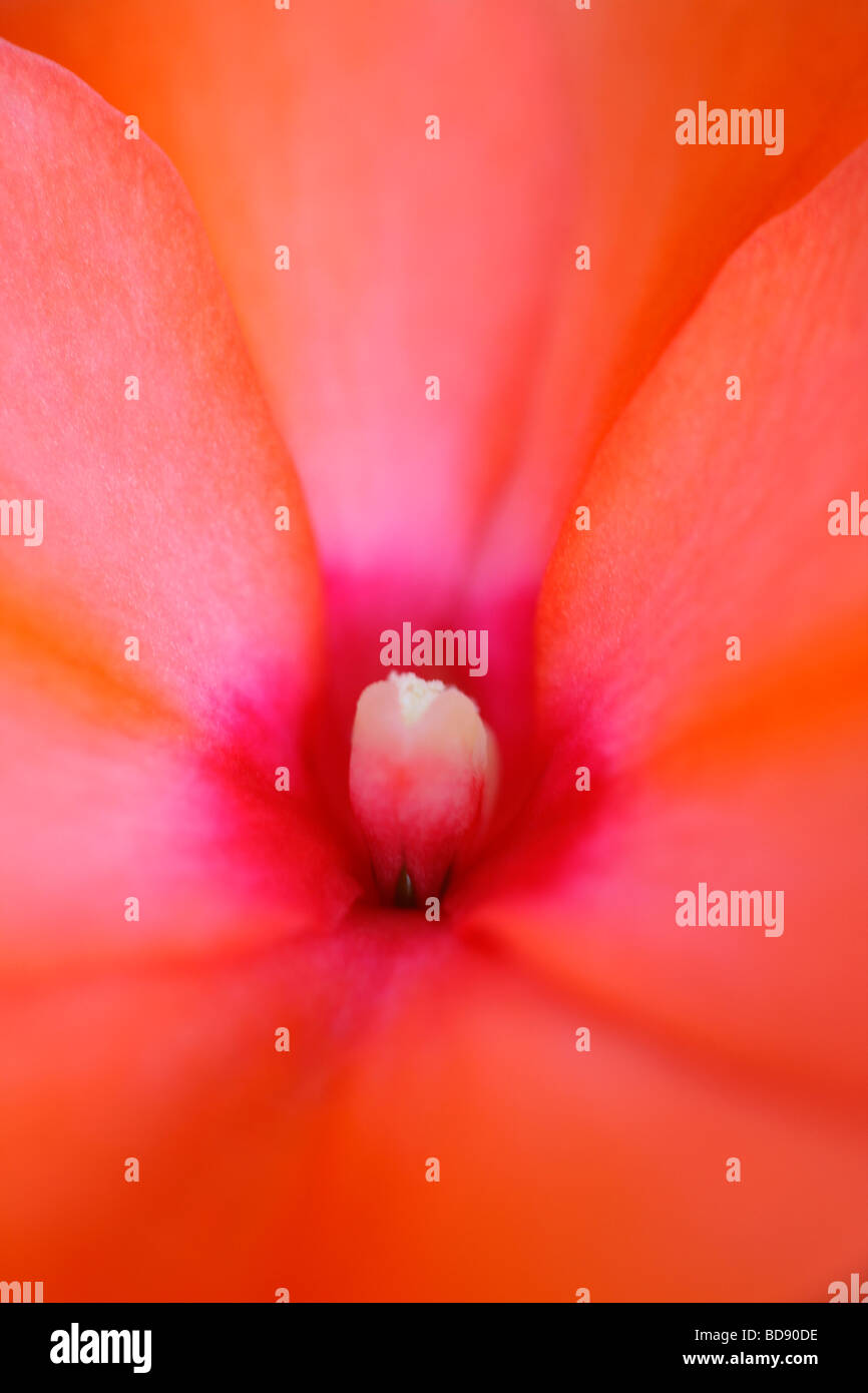 gorgeous orange impatien bloom fine art photography Jane Ann Butler Photography JABP539 Stock Photo