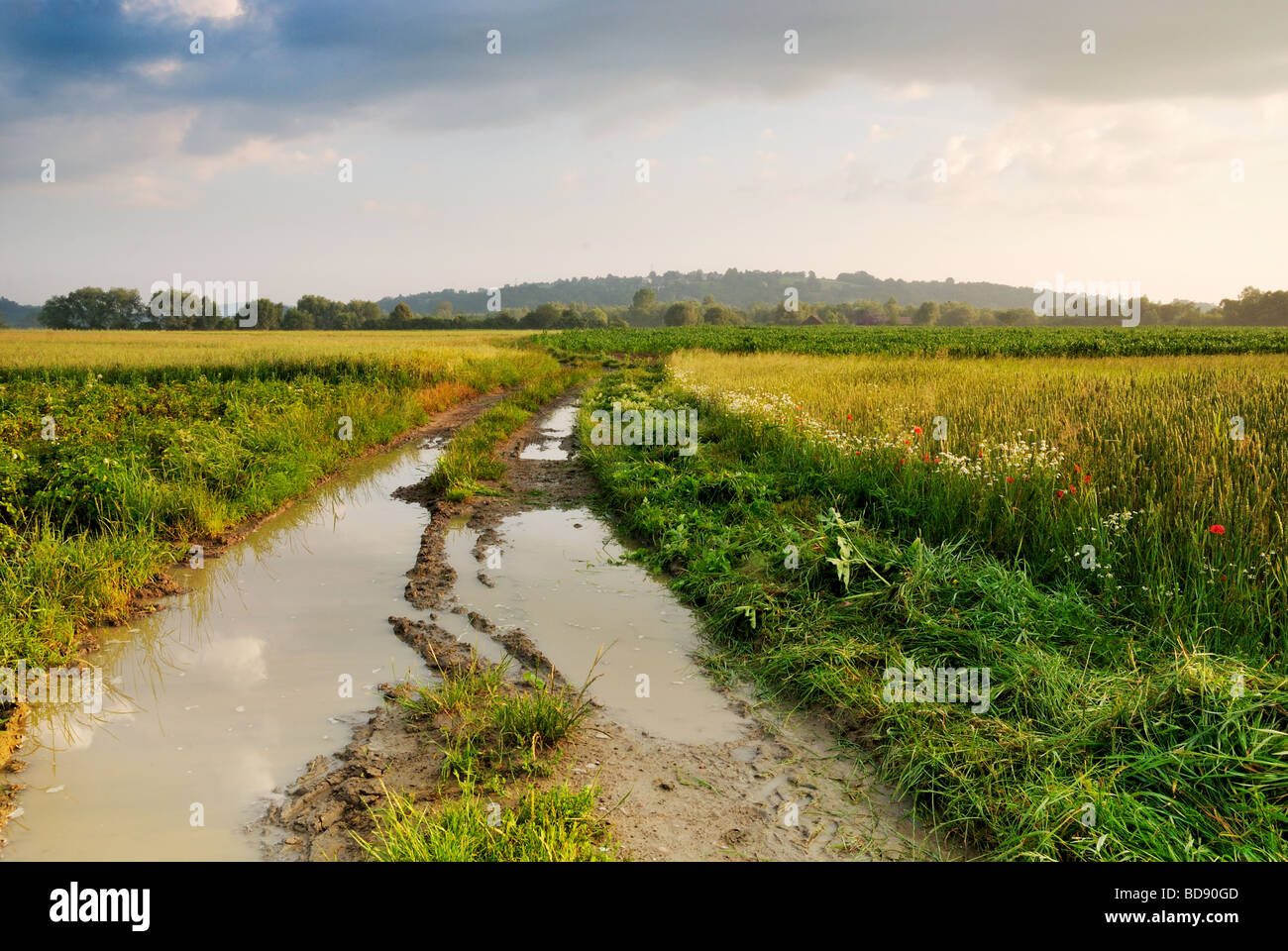 Field Winding Way Stock Photo Alamy