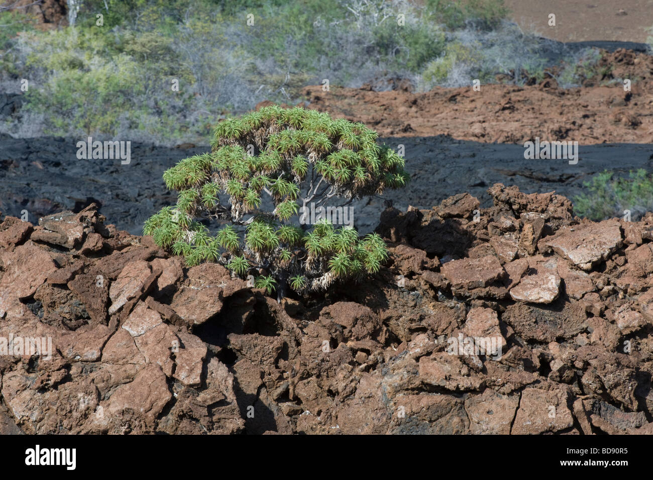 Scalesia stuardii grows on lava field Sulivan Bay Santiago Galapagos Islands Ecuador Pacific Ocean South America May Stock Photo