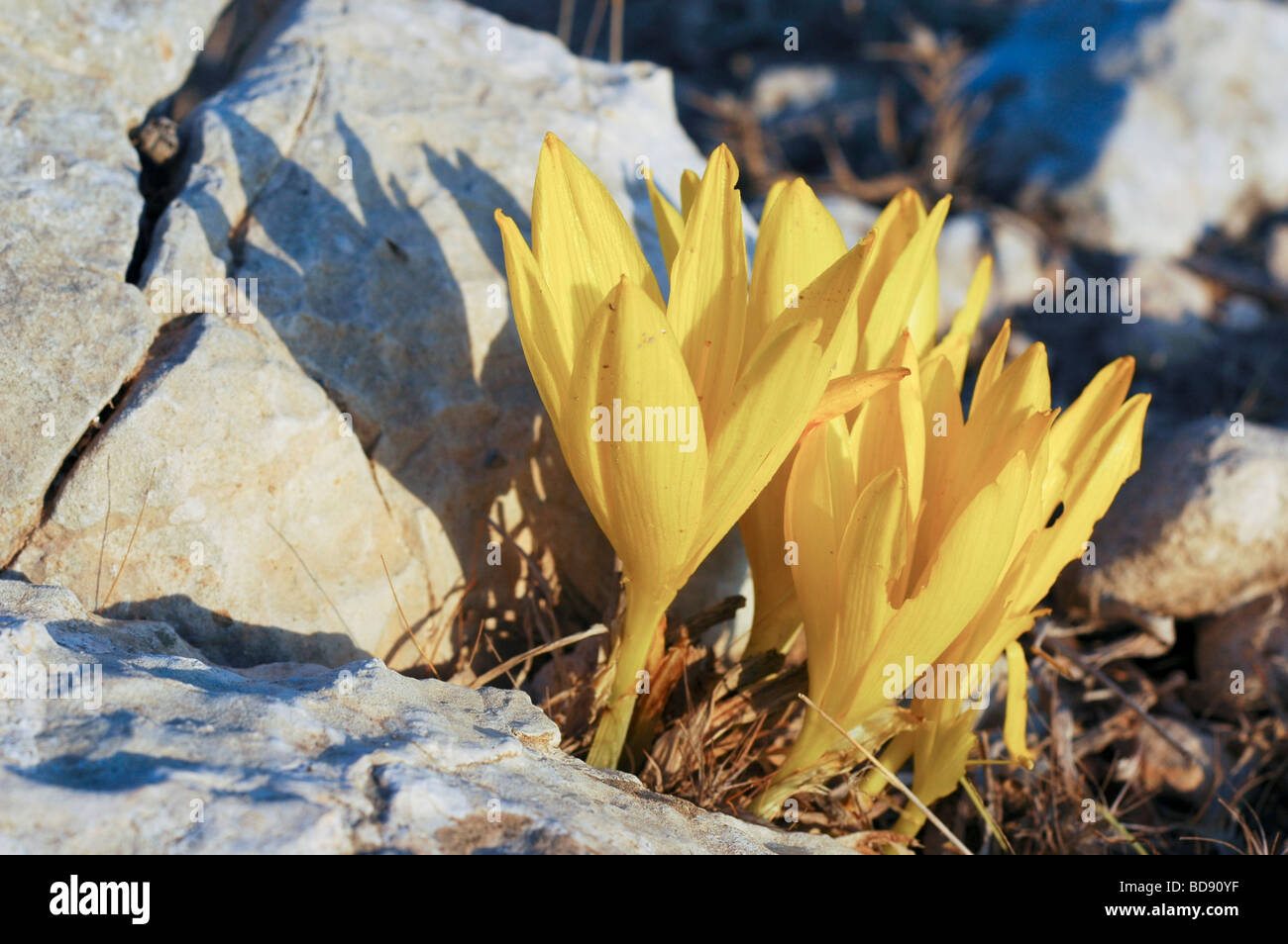 Sternbergia clusiana Fall Daffodil Stock Photo