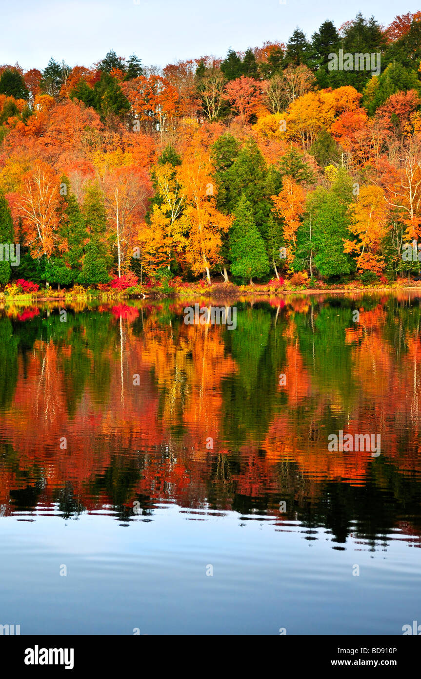 Forest of colorful autumn trees reflecting in calm lake Stock Photo - Alamy