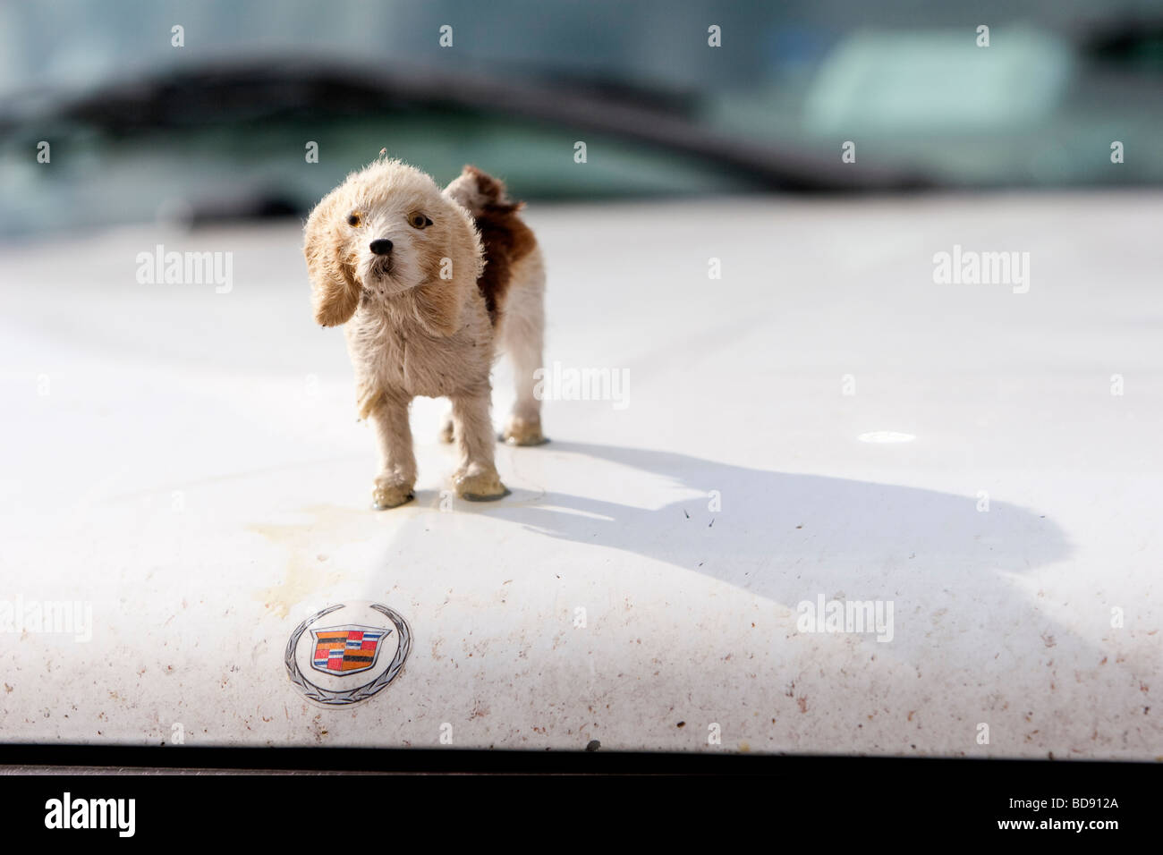 A small dog hood ornament on the Doppler on Wheels Rapidscan truck in southern Kansas June 4 2009 Stock Photo