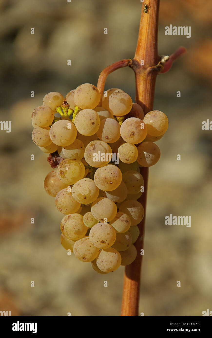Wein grape 35 Stock Photo