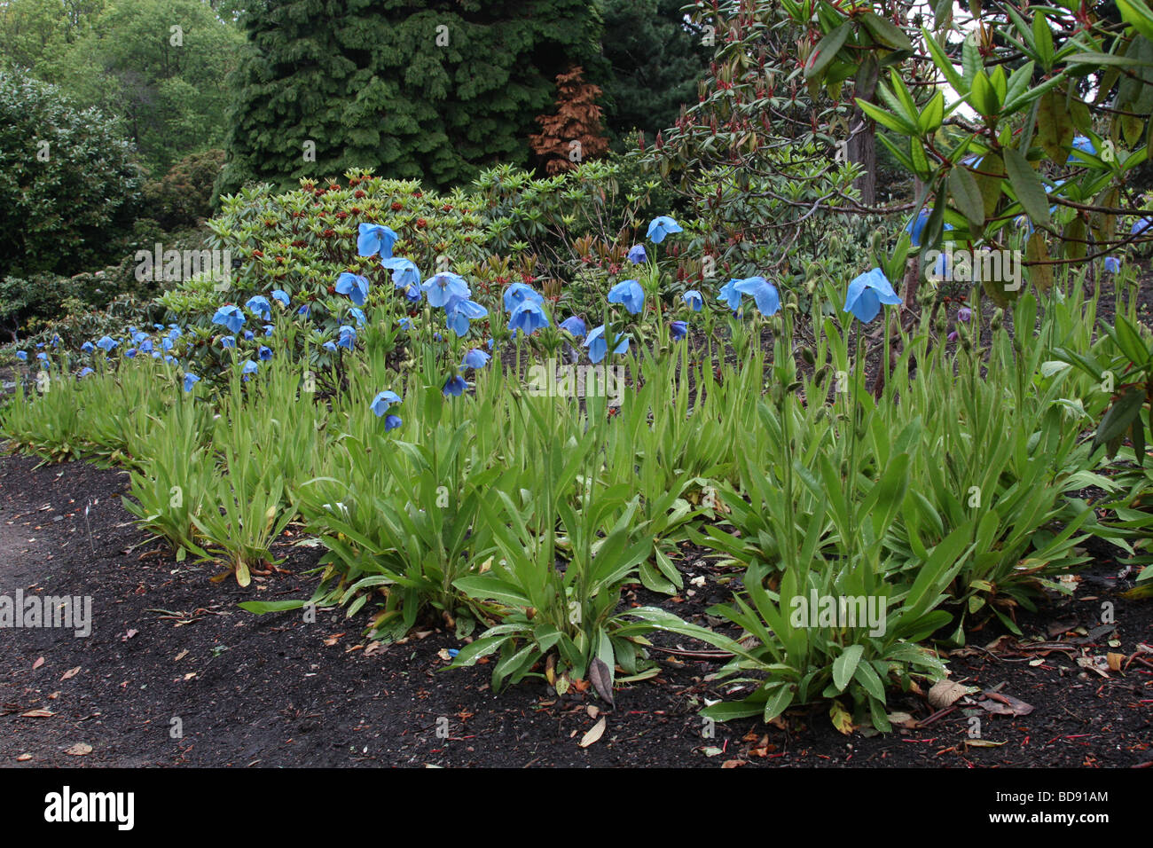 Blue poppies at Edinburgh Botanical Gardens Stock Photo