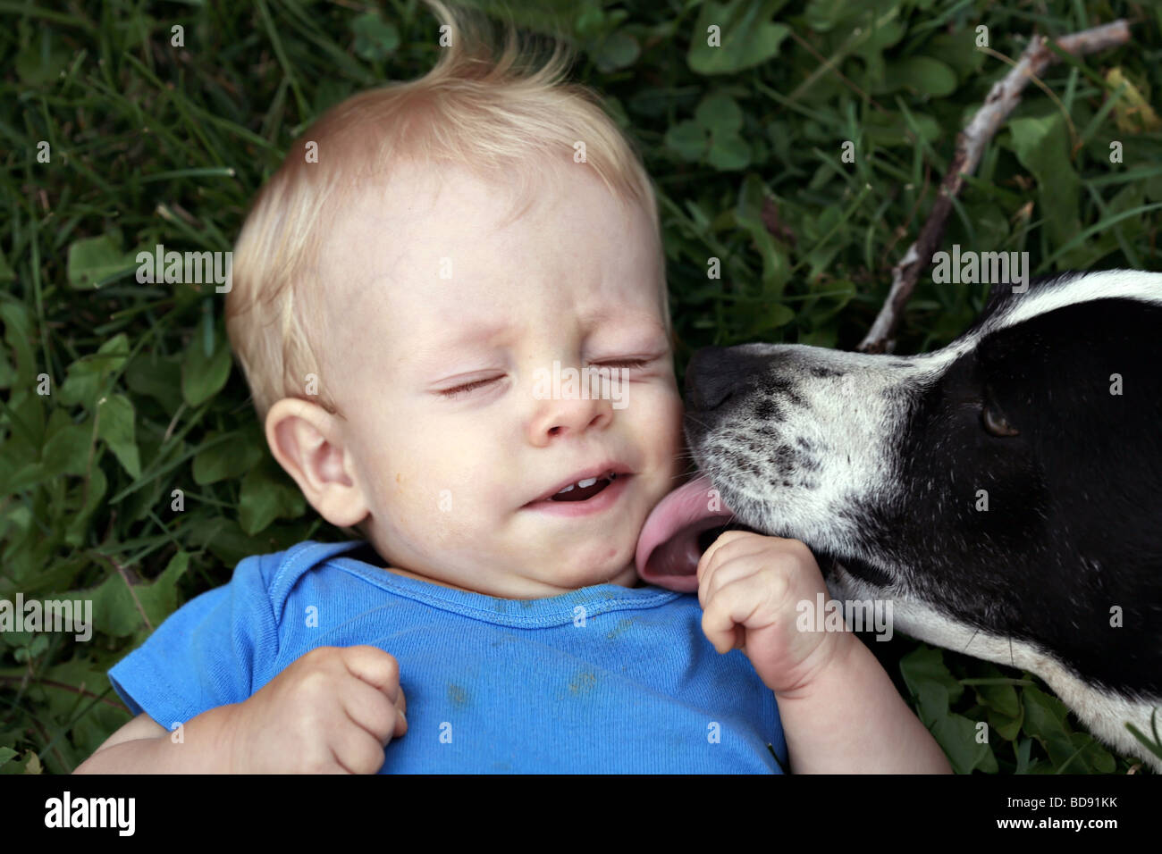 Black and white dog lovingly licking baby Stock Photo