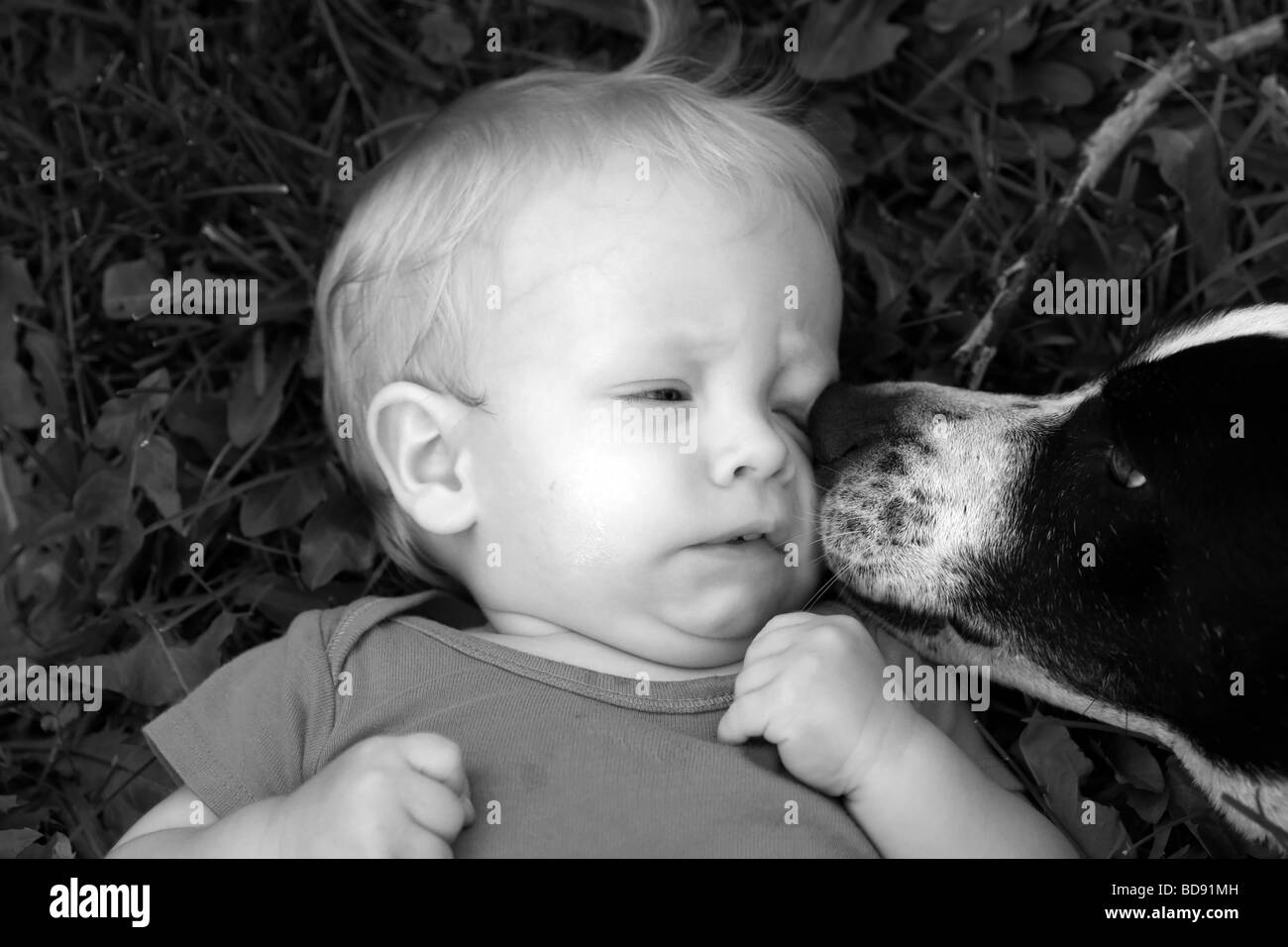 Dog getting ready to lick child. Stock Photo