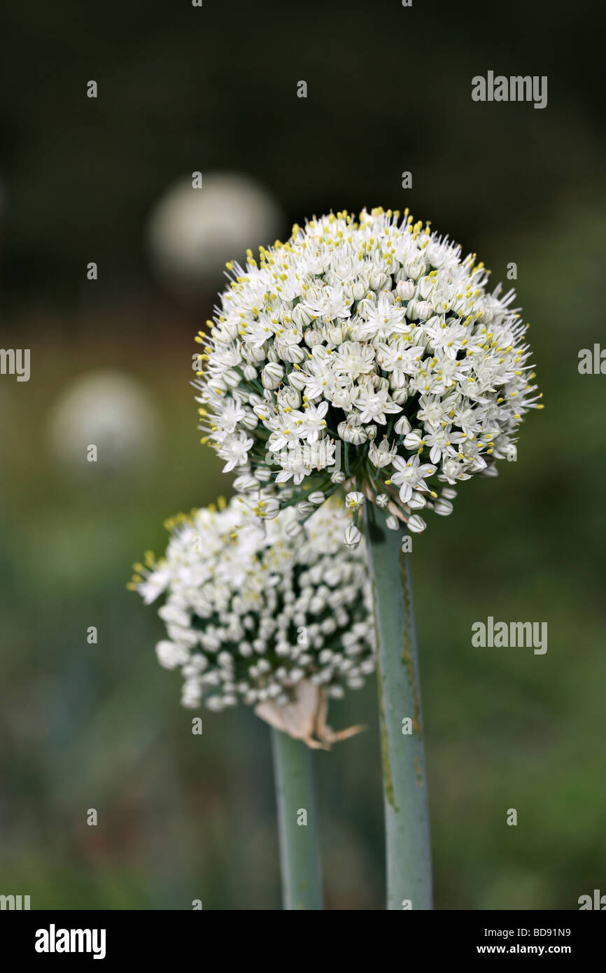 Flowering blossom of an onion Stock Photo Alamy
