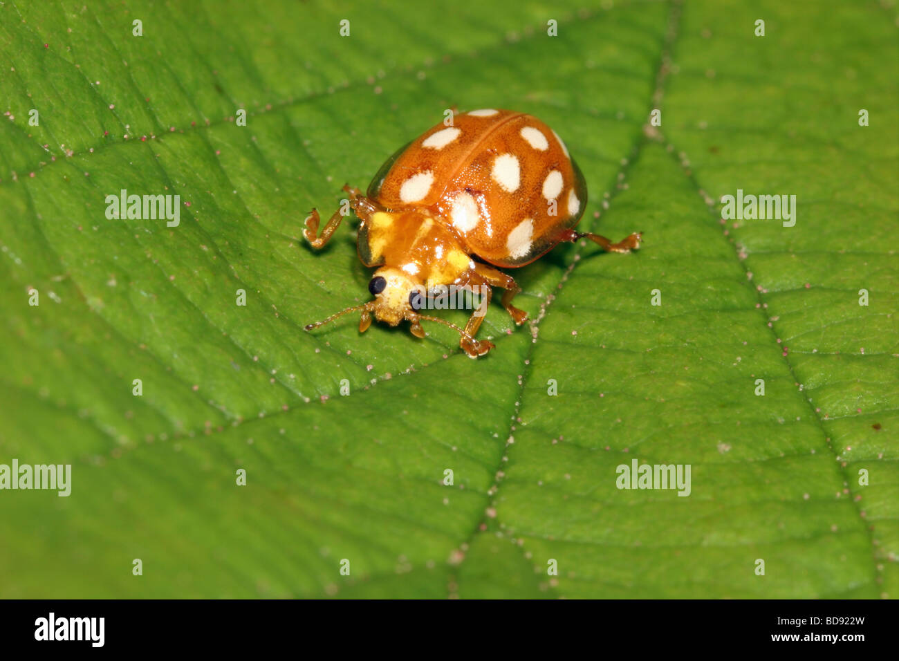 Orange Ladybird Halyzia 16 Guttata Coccinellidae Grazing On Micro Fungi 