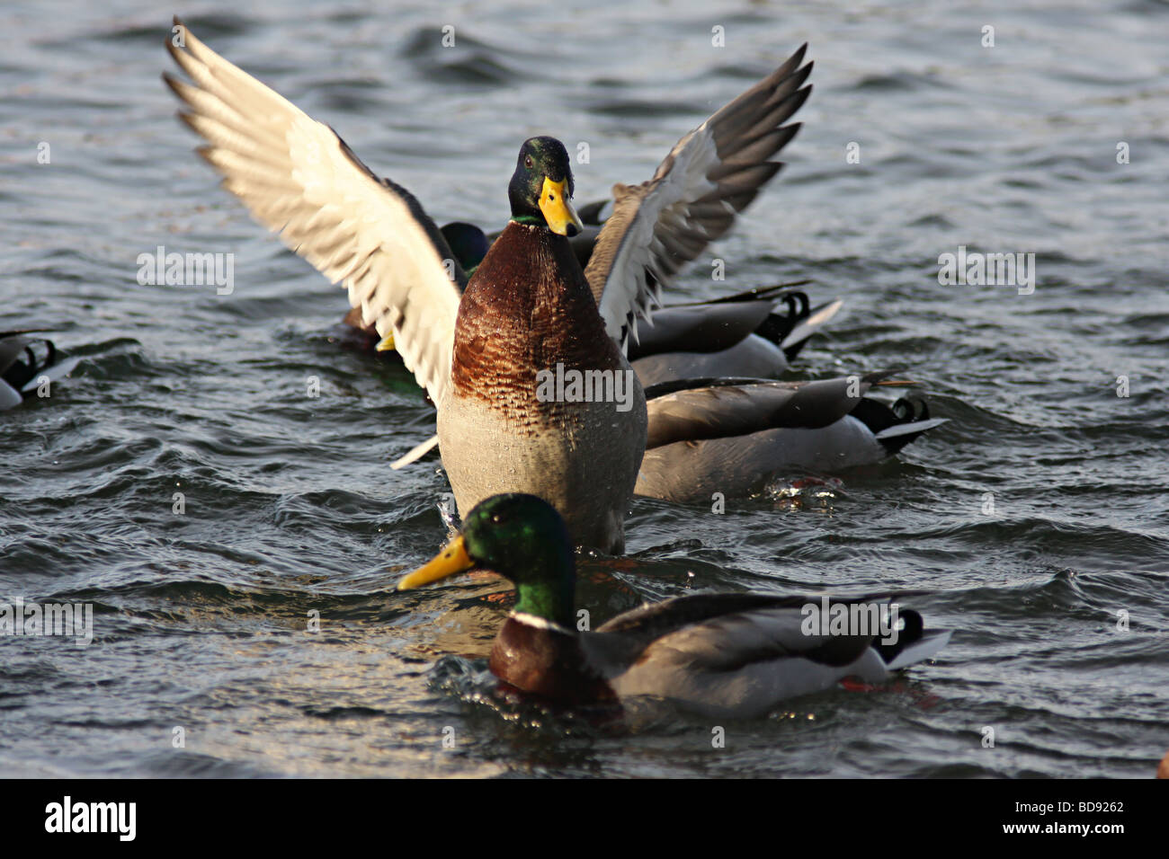 Flapping down hi-res stock photography and images - Alamy
