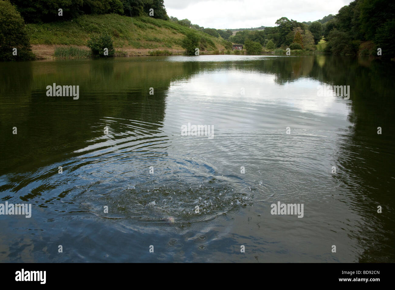 Rainbow trout being caught at Newhouse farm trout Fisheries Devon
