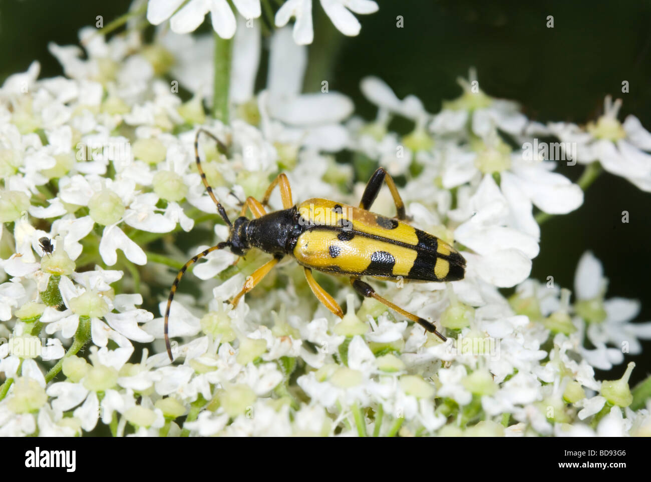 Longhorn Beetle (Strangalia maculata), France Stock Photo