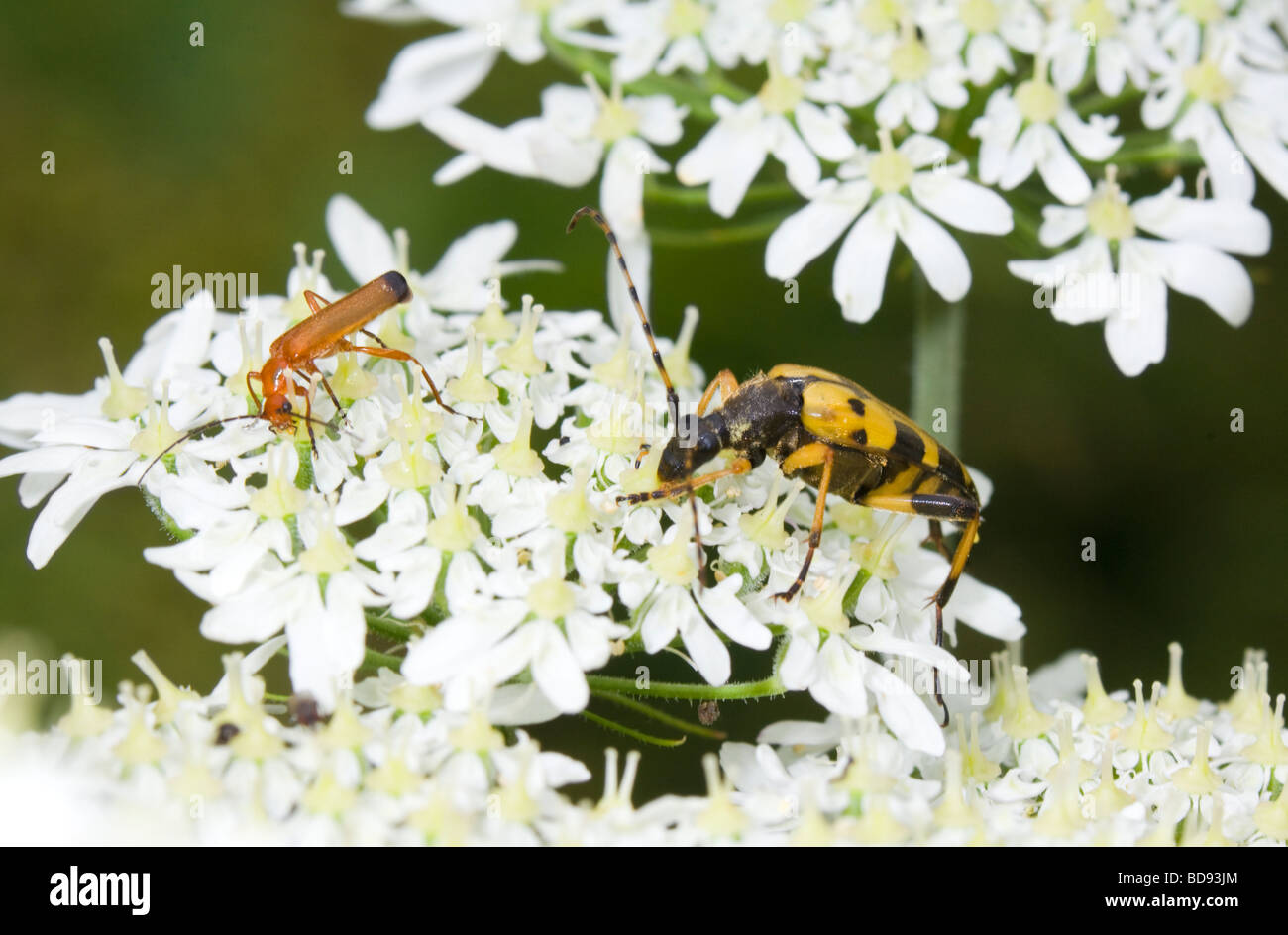 Longhorn Beetle (Strangalia maculata) and Common Soldier Beetle (Rhagonycha fulva), France Stock Photo
