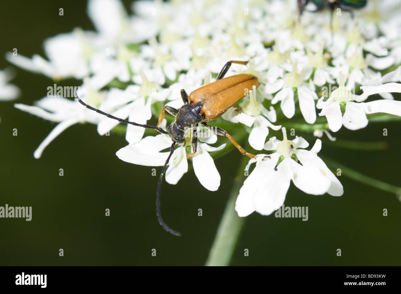 Longhorn Beetle (Leptura rubra), France Stock Photo