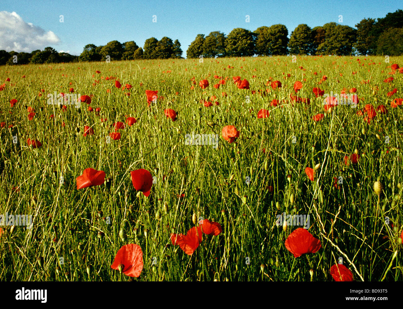 Poppies in field and blue sky hi-res stock photography and images - Alamy