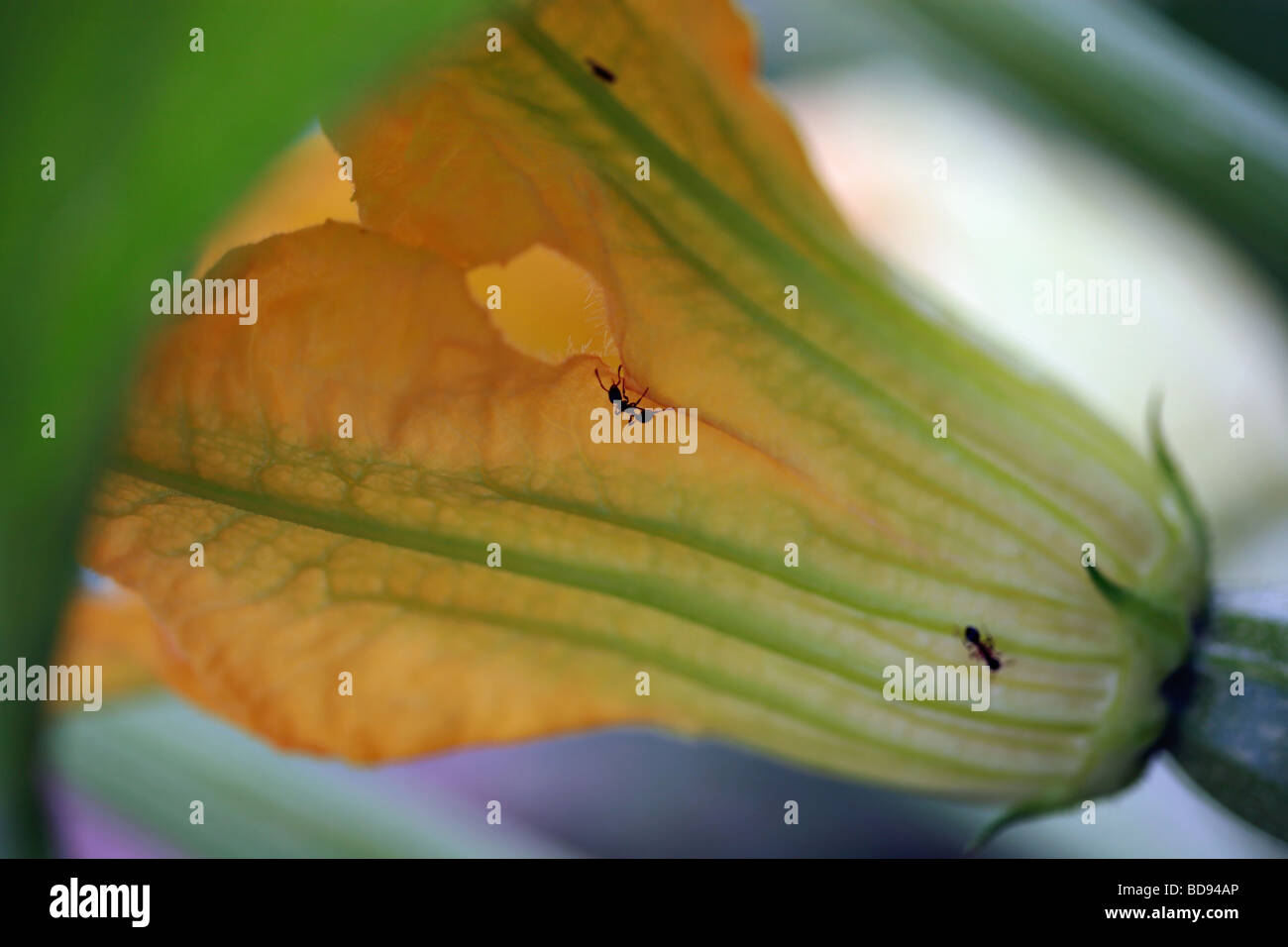 Ants climbing on the flower of a zucchini plant Stock Photo Alamy
