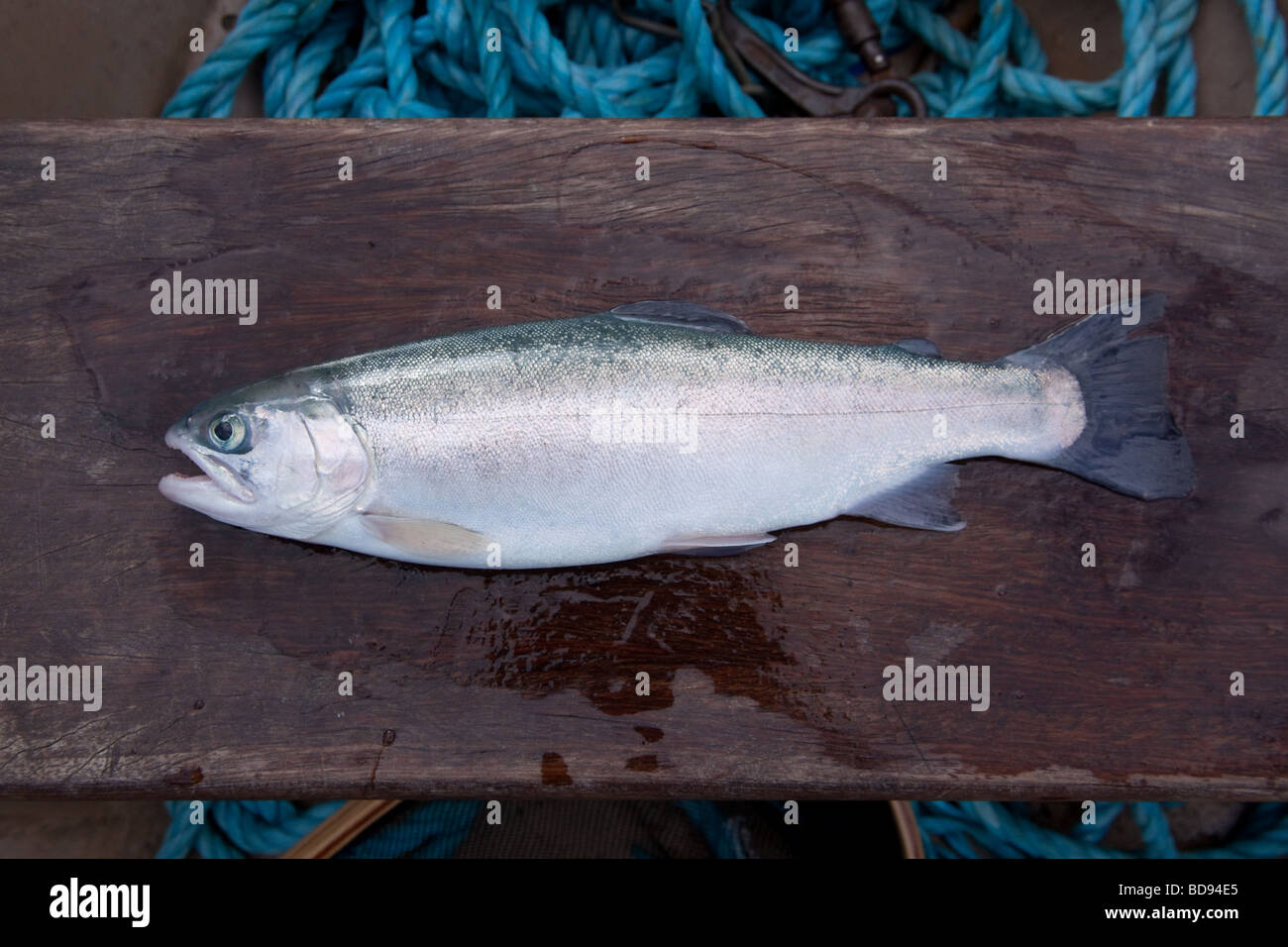 Blue trout caught at Ladybower fishery, Peak District , Derbyshire