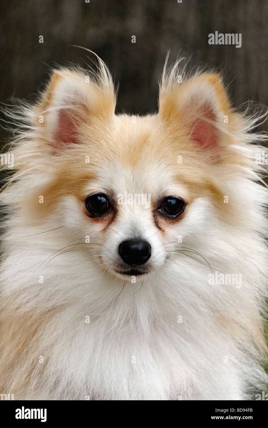Portrait of Pomeranian Dog Stock Photo
