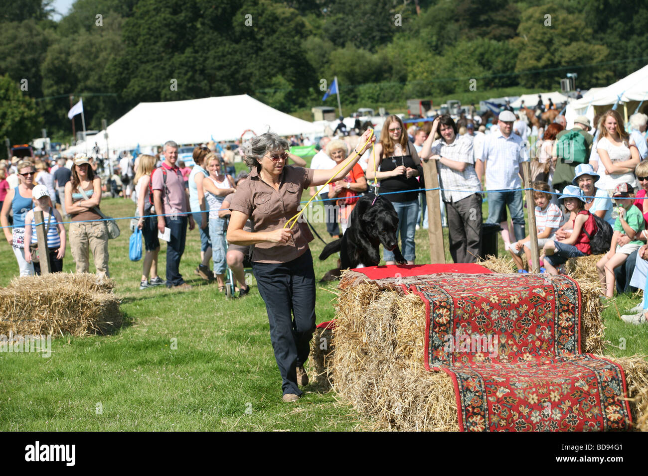 Dog agility test at the Ellingham country show Stock Photo Alamy