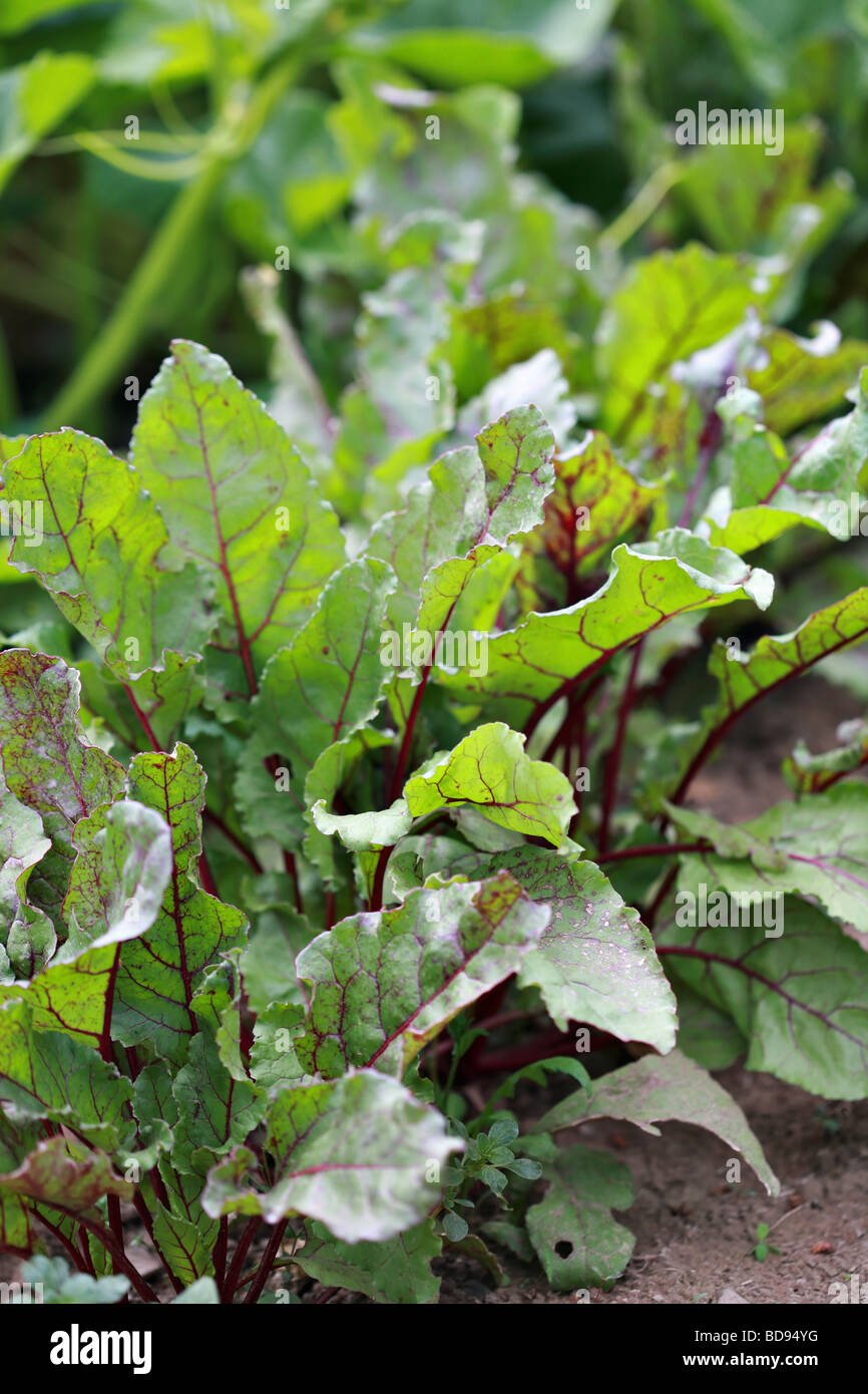 Beet Greens from rural garden Stock Photo Alamy