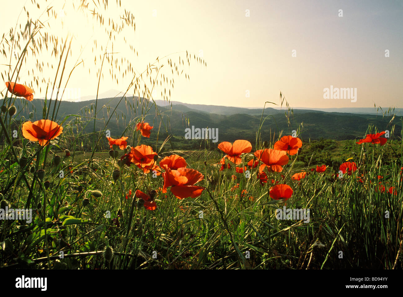 Poppies provence france hi-res stock photography and images - Alamy
