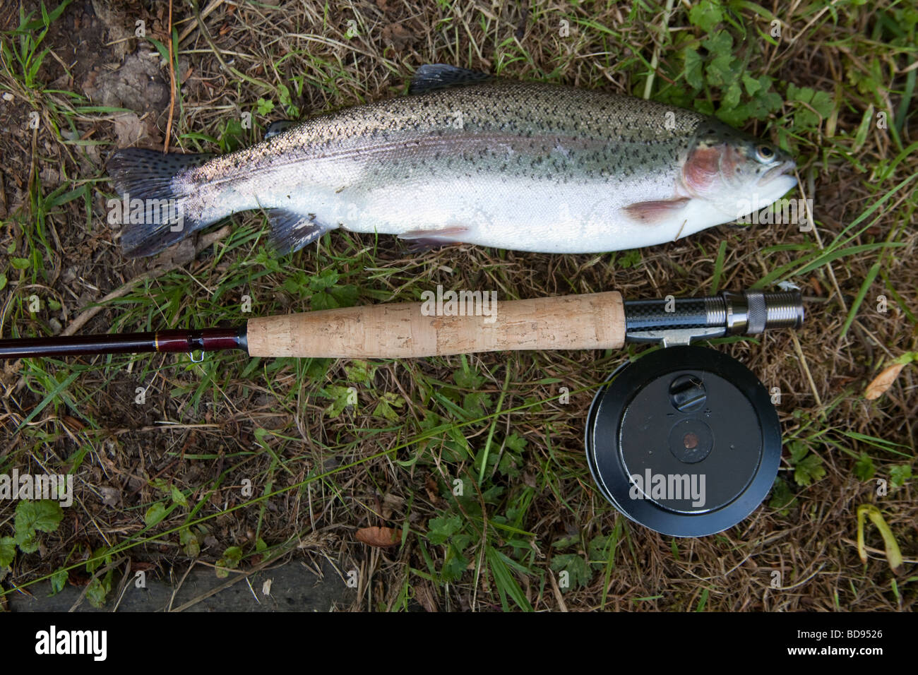 Rainbow trout caught at Newhouse farm trout Fisheries Devon England Stock Photo Alamy