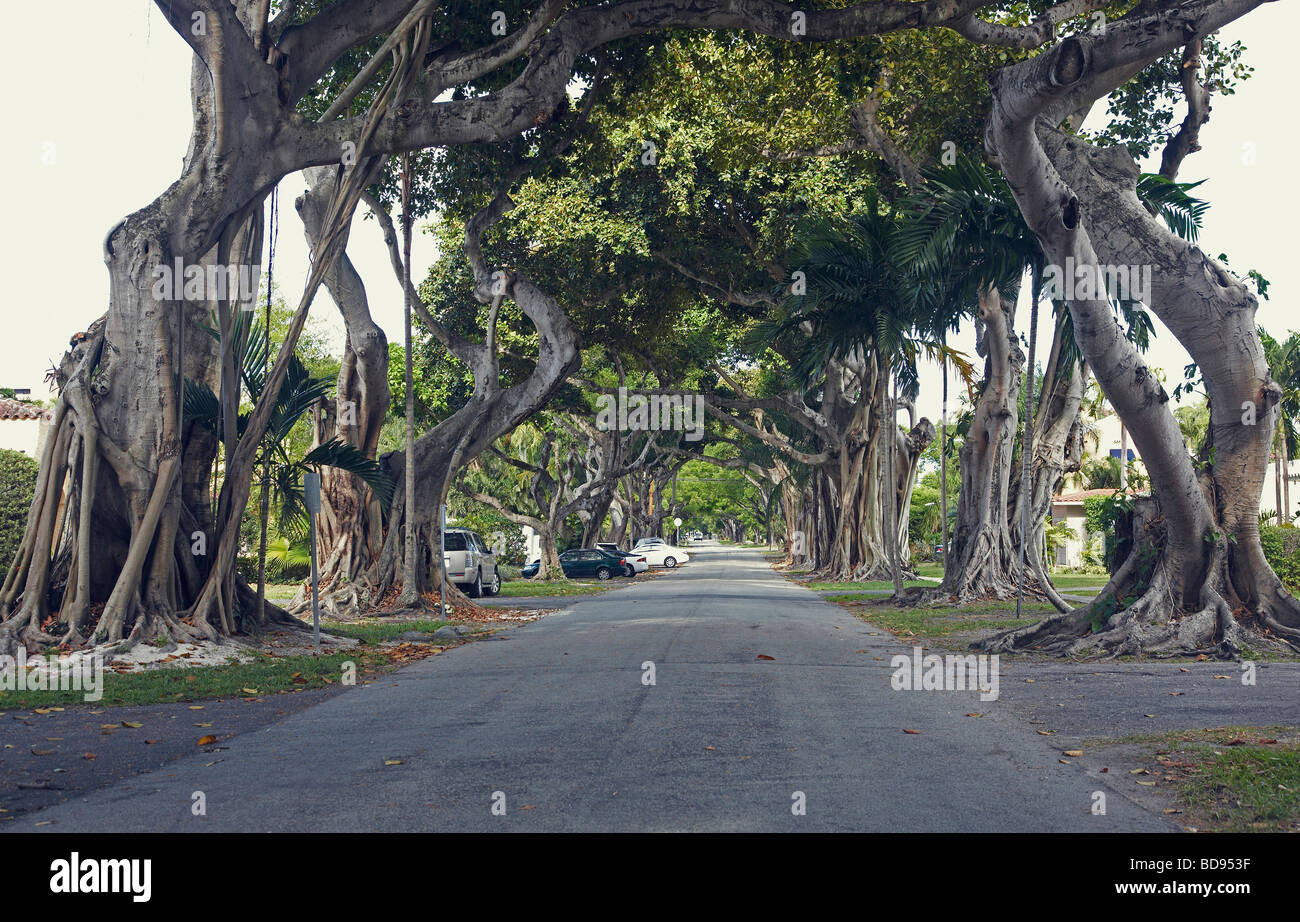 tunnel of trees Stock Photo