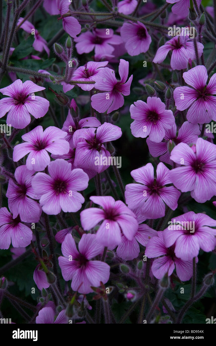 Purple Geranium Maderense Geraniaceae flowers, London UK Stock Photo