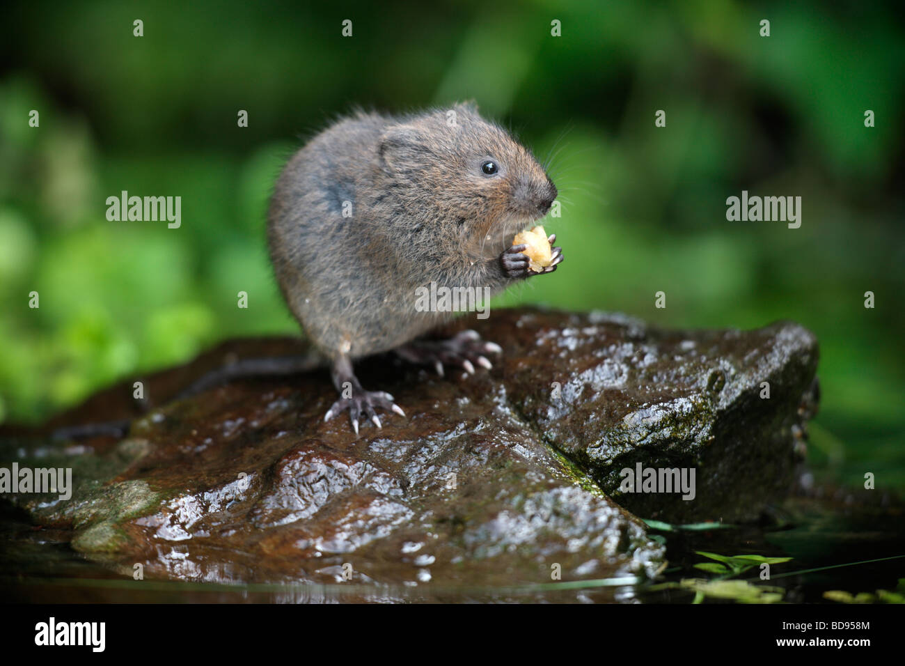 Water vole Arvicola terrestris Kent August 2009 Stock Photo