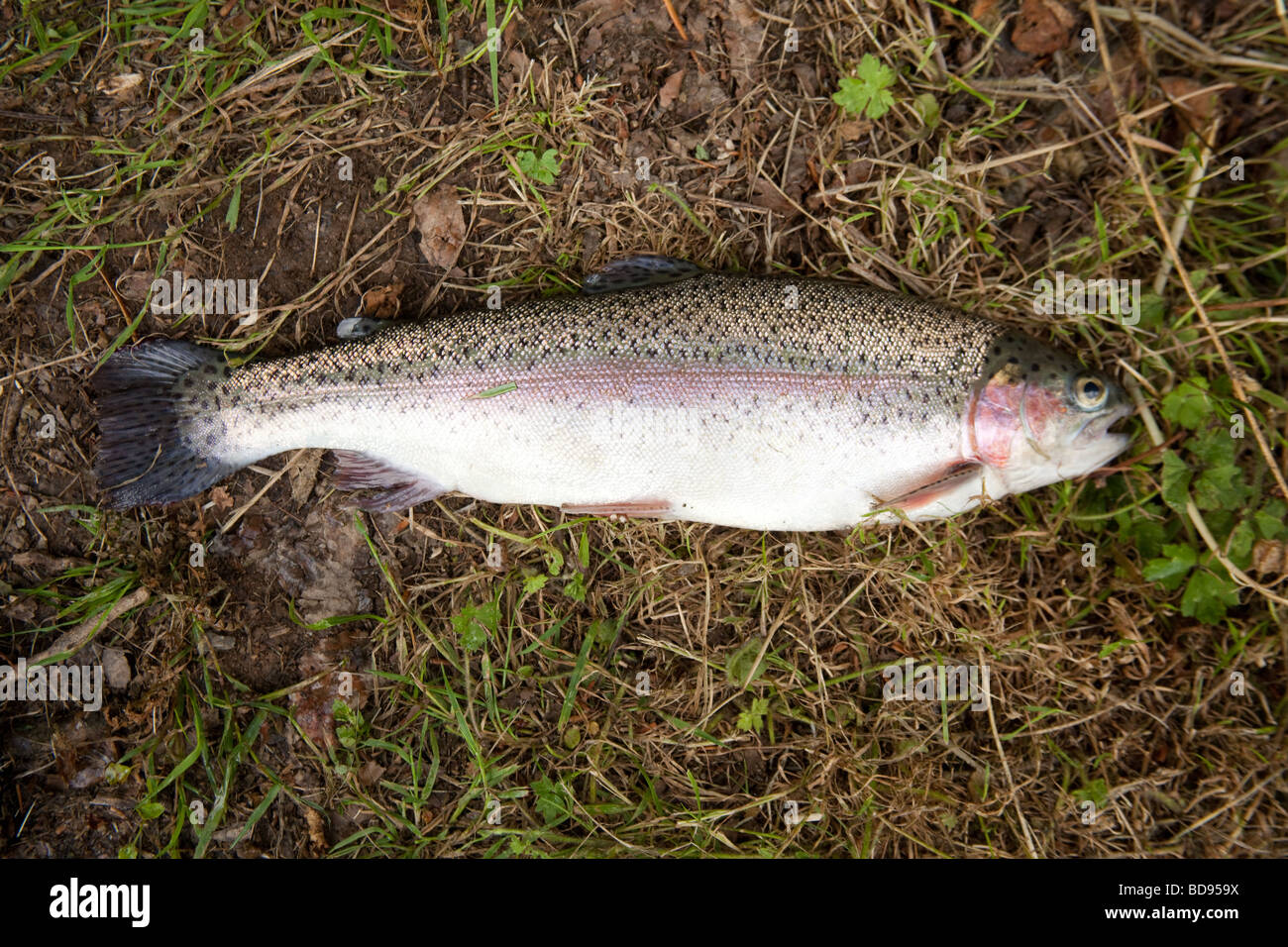 Rainbow trout caught at Newhouse farm trout Fisheries Devon England Stock Photo Alamy