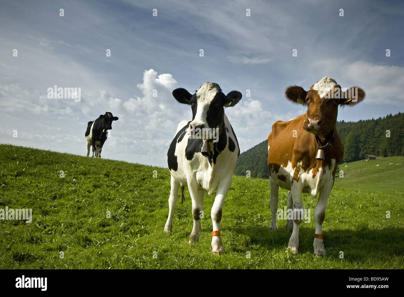 Cows Le Brassus Switzerland Stock Photo