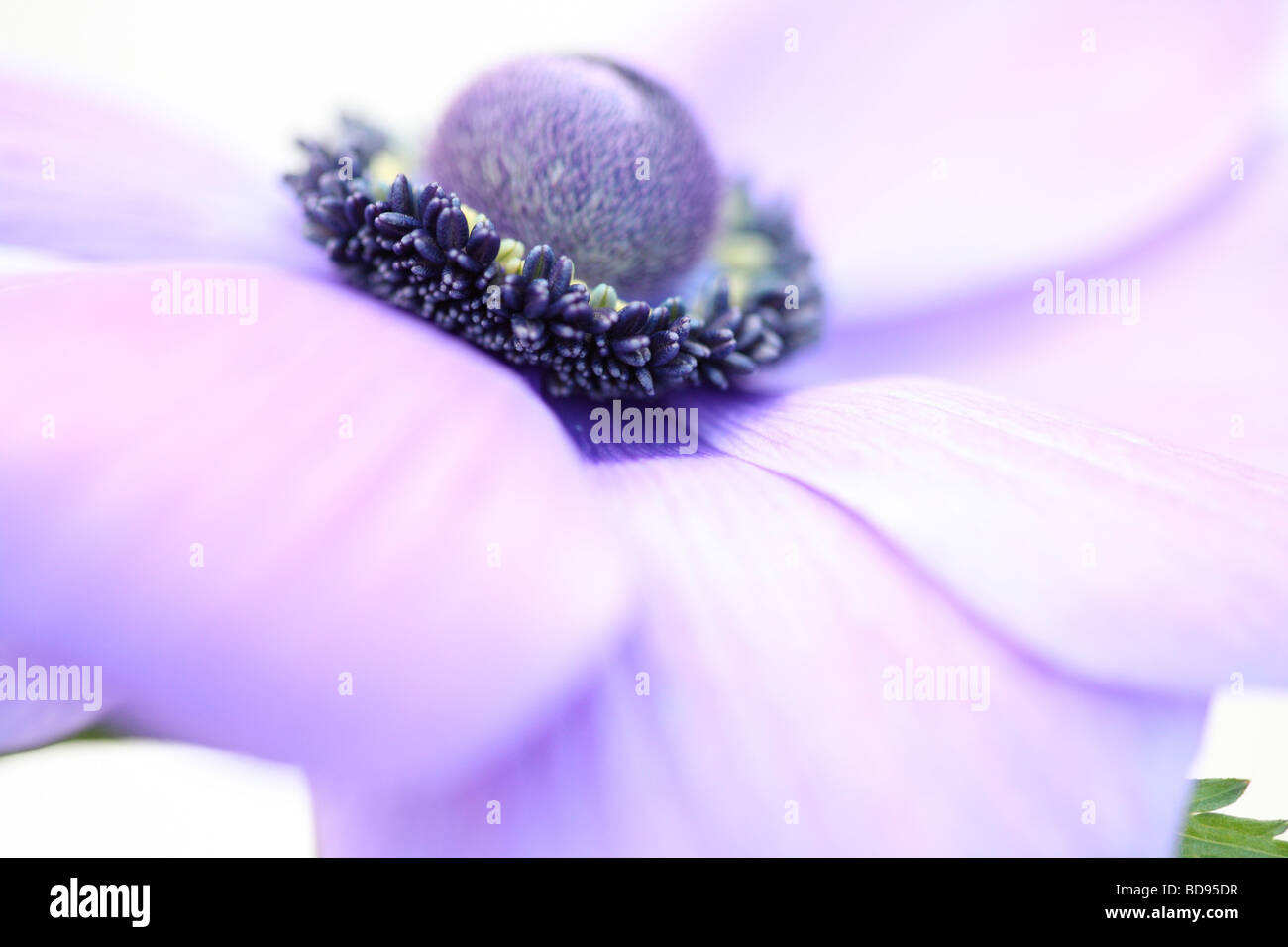 soft and romantic purple anemone flower head on white fine art photography Jane Ann Butler Photography JABP531 Stock Photo