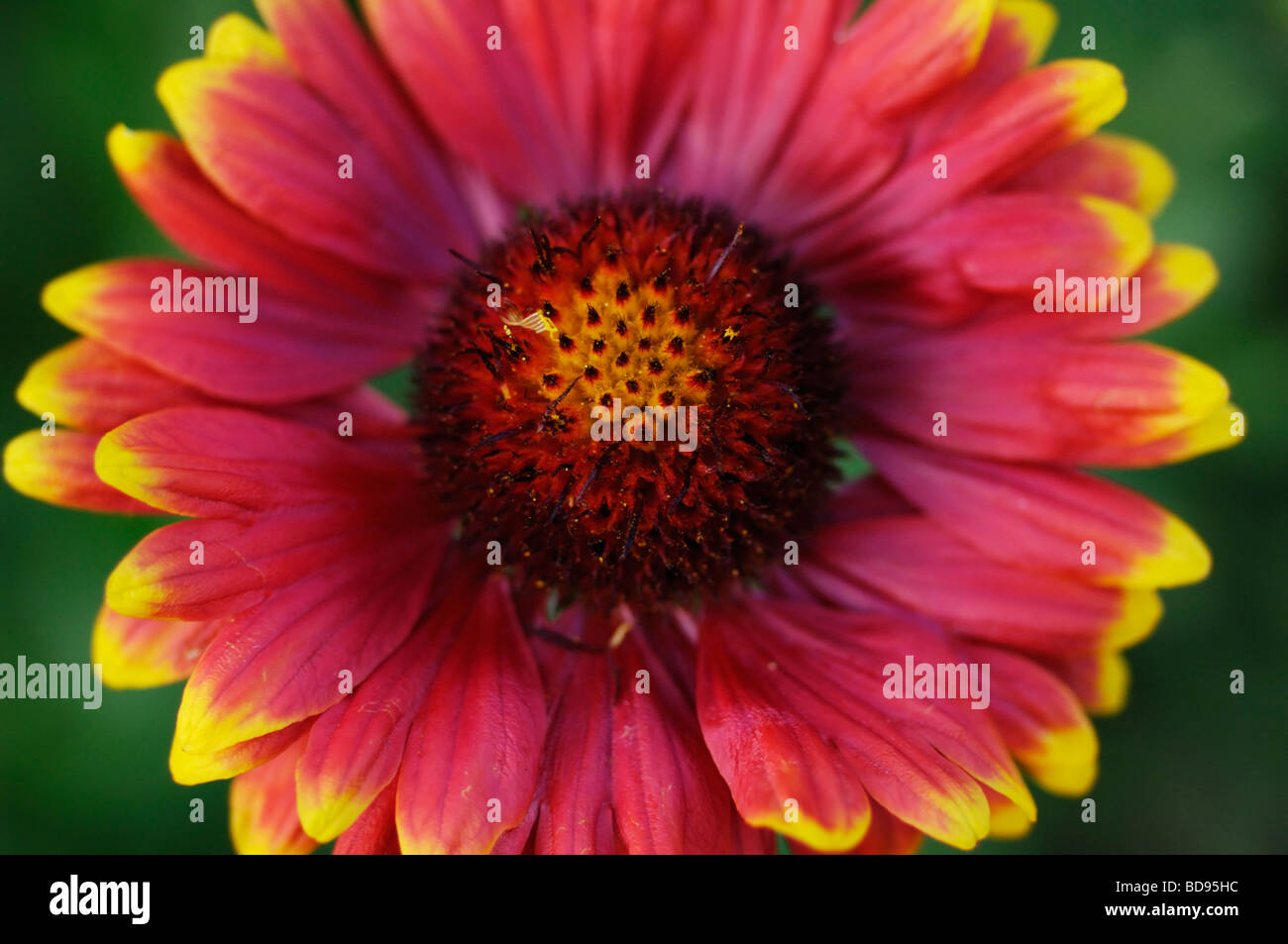 Indian Blanket or Firewheel (Gaillardia pulchella Stock Photo - Alamy