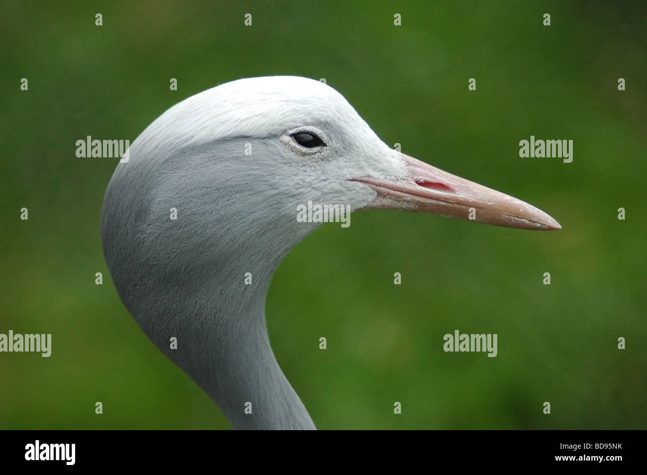 Stanley Crane Anthropoides paradisea Stock Photo Alamy