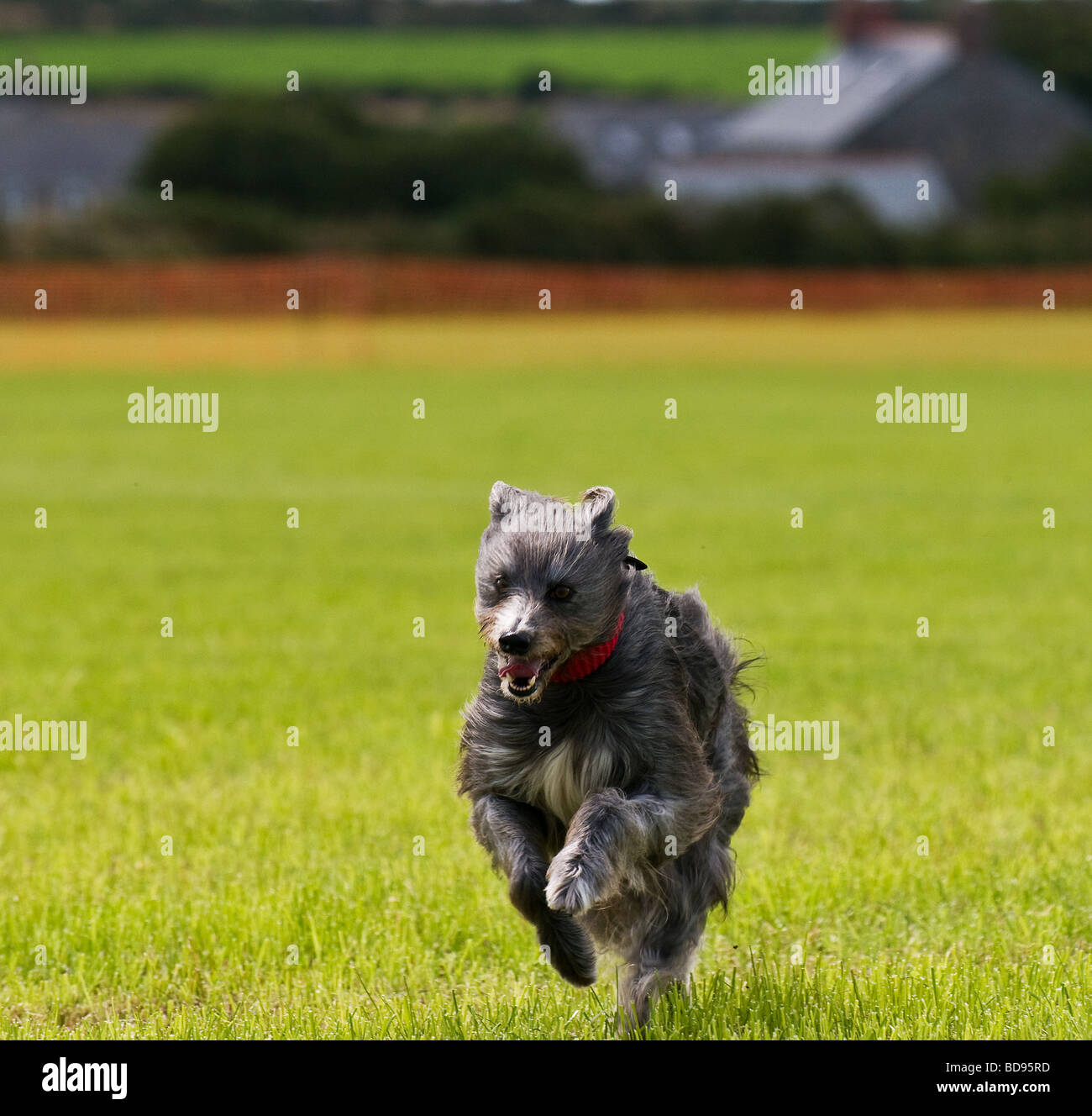 A Lurcher dog running in a field in Cornwall Stock Photo Alamy