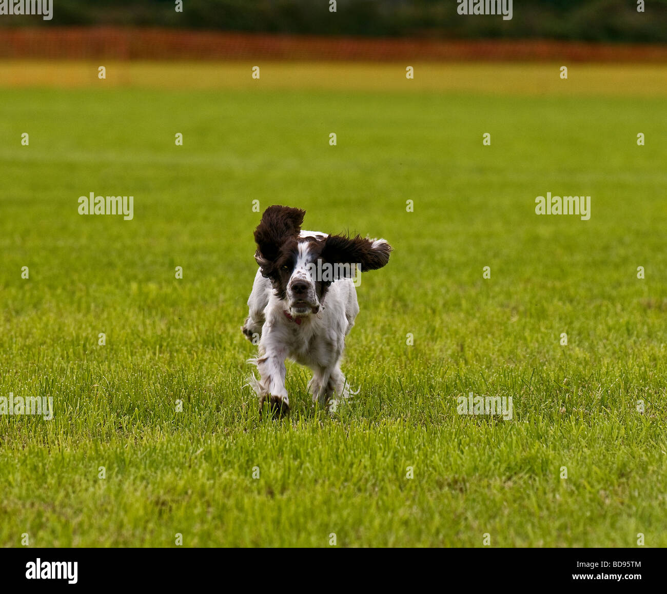 A Cocker Spaniel gundog at work in a field in Cornwall. Stock Photo
