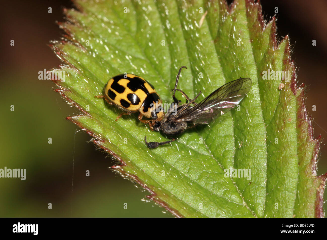 14 spot ladybird Propylea 14 punctata Coccinellidae feeding on a fly UK Stock Photo