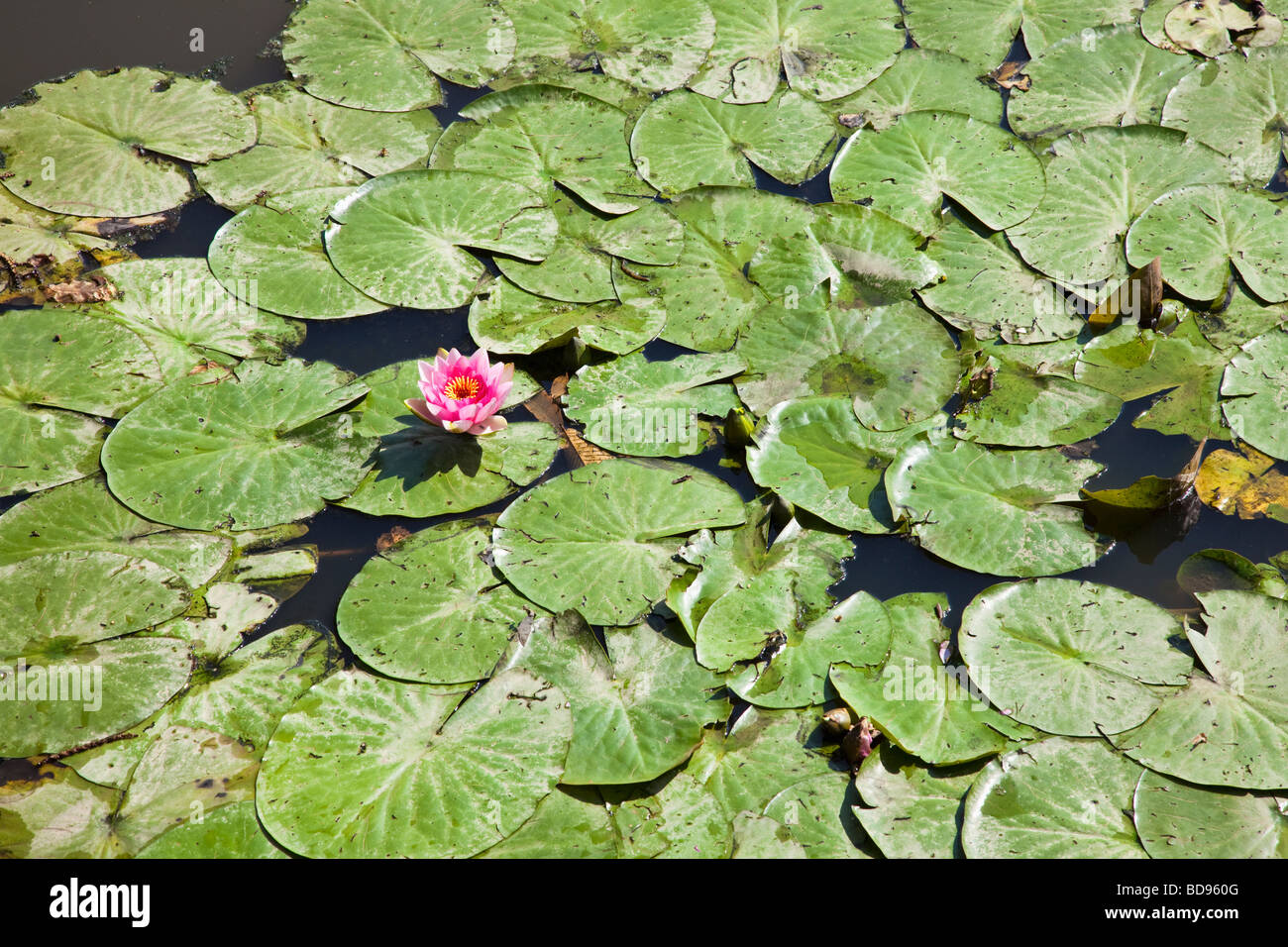 Water lillies on a pond with one pink flower Stock Photo