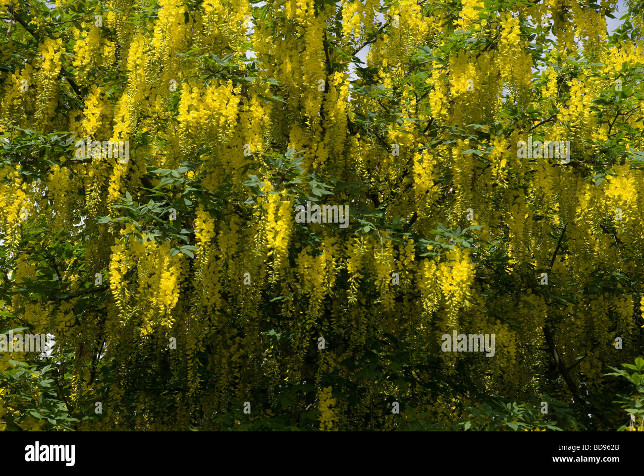 Yellow flowering Laburnum tree London Stock Photo Alamy