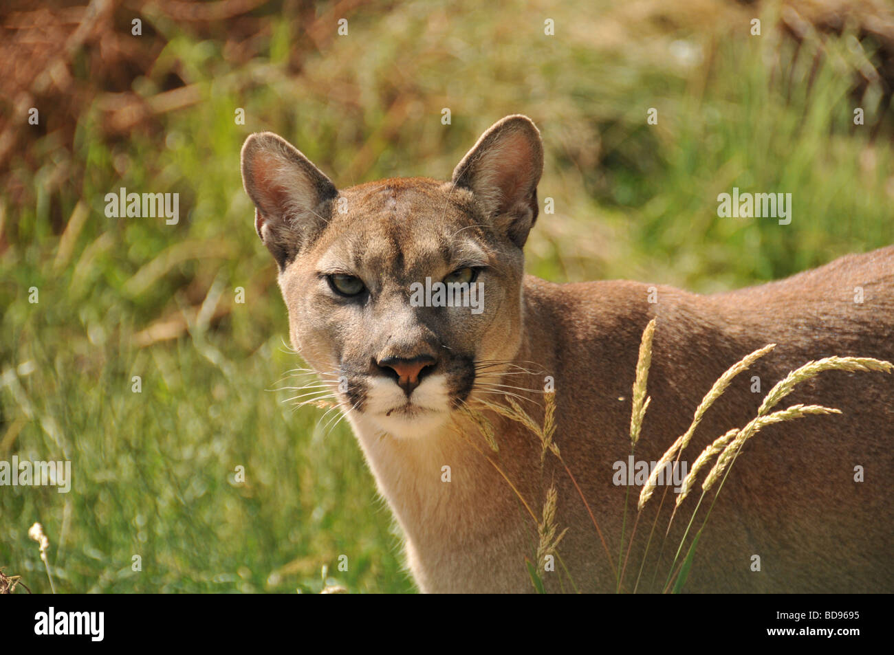 Puma or Cougar zoo Stock Photo