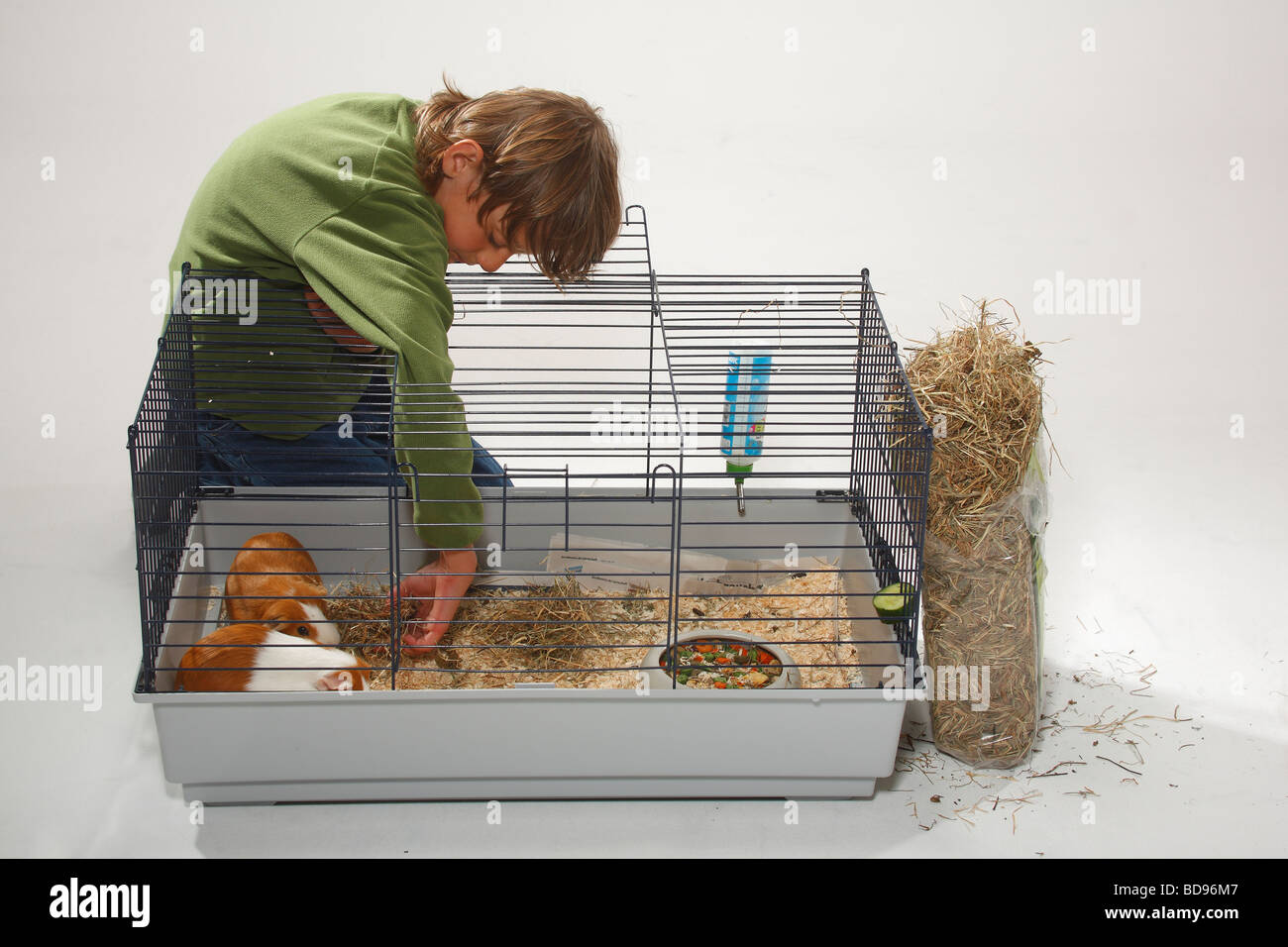 Boy and Guinea Pigs in cage giving hay Stock Photo Alamy