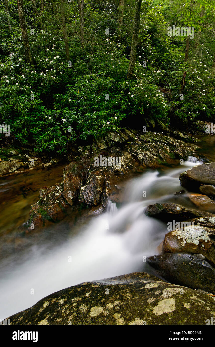 Rododendron Blossoming Along the Little Pigeon River in the Great Smoky Mountains National Park in Tennessee Stock Photo