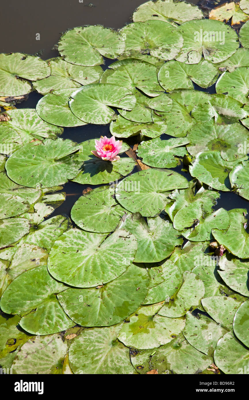 Water lilies on a pond with one pink flower Stock Photo
