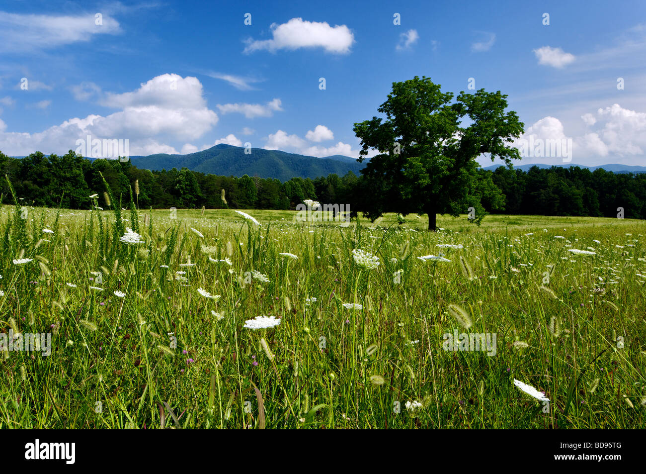 Queen Anne s Lace Blooming in Meadow in Cades Cove in the Great Smoky Mountains National Park in Tennessee Stock Photo