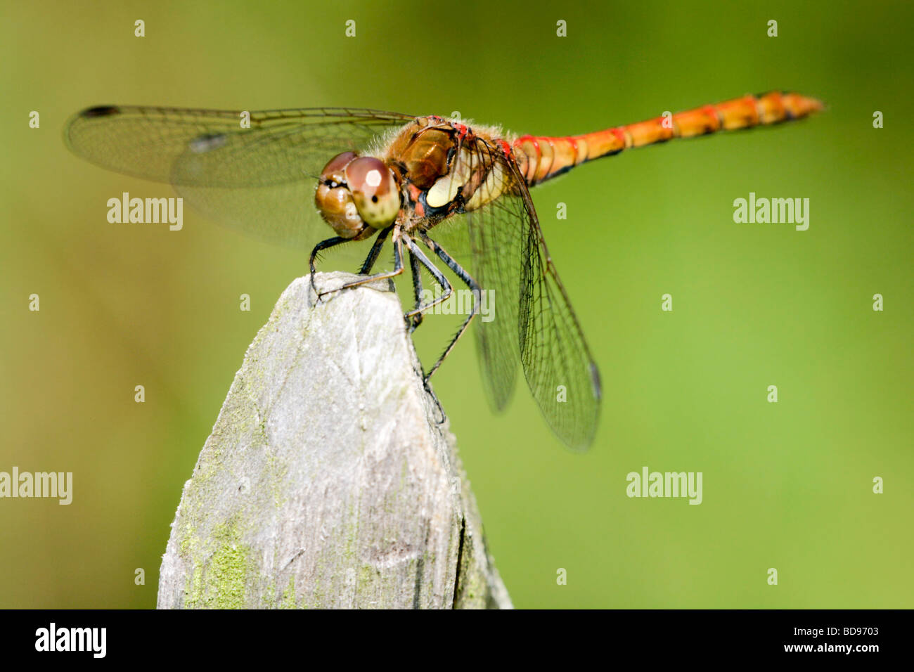 English Dragonflies High Resolution Stock Photography and Images - Alamy